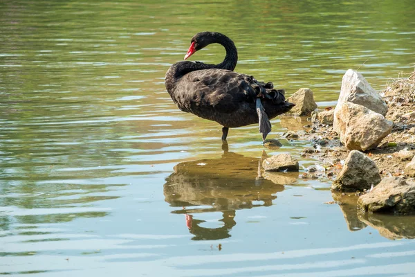 Cisne preto solitário no lago verde — Fotografia de Stock