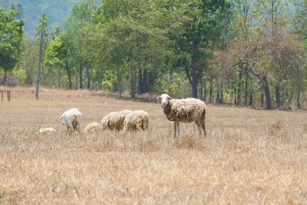 Dirty sheeps in the drought meadow — Stock Photo, Image