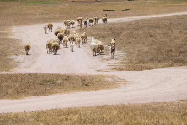 Dirty sheeps in the drought meadow — Stock Photo, Image