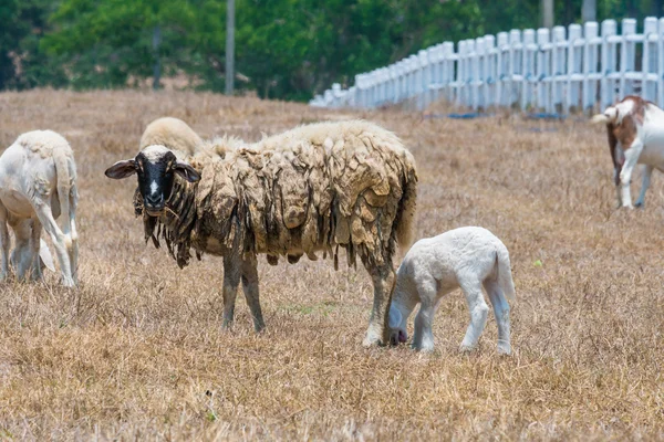 Dirty sheeps in the drought meadow — Stock Photo, Image