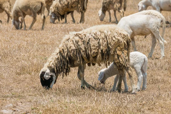 Dirty sheeps in the drought meadow — Stock Photo, Image