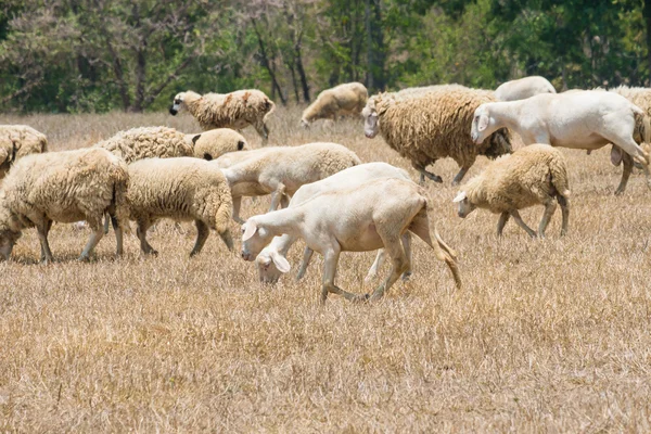 Dirty sheeps in the drought meadow — Stock Photo, Image