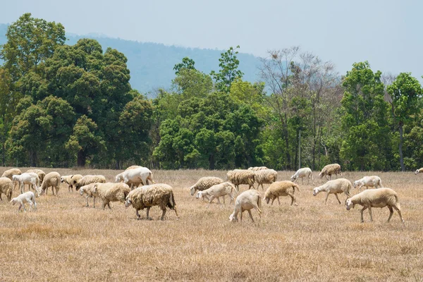 Dirty sheeps in the drought meadow — Stock Photo, Image