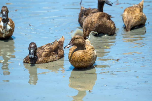 Ducks in the water — Stock Photo, Image