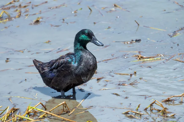 Anatre in acqua — Foto Stock