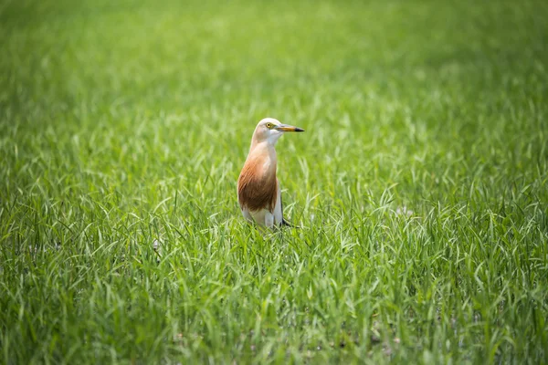 爪哇池鹭在自然水稻农场 — 图库照片