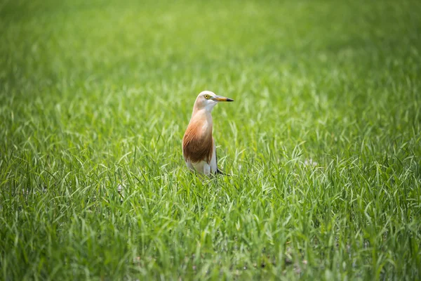 Garza de estanque Javan en granja de arroz natural — Foto de Stock