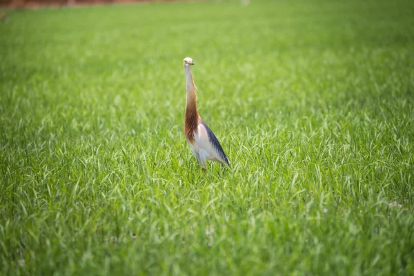 Jávský rybník Heron v přírodních rýžové farmě — Stock fotografie