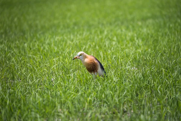 Javan Pond Heron na fazenda de arroz natural — Fotografia de Stock