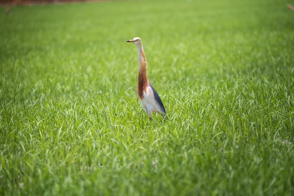 Jávský rybník Heron v přírodních rýžové farmě — Stock fotografie