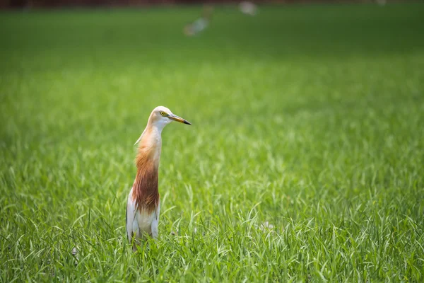 Jávský rybník Heron v přírodních rýžové farmě — Stock fotografie