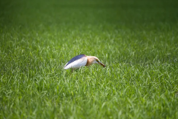 Javan Teichreiher in natürlicher Reisfarm — Stockfoto