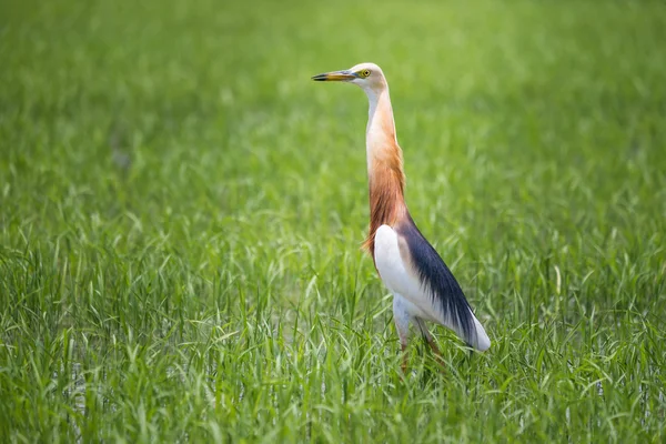 Jávský rybník Heron v přírodních rýžové farmě — Stock fotografie
