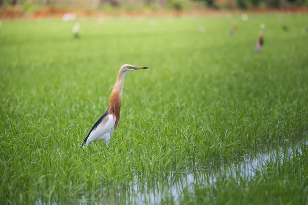 Javan Teichreiher in natürlicher Reisfarm — Stockfoto