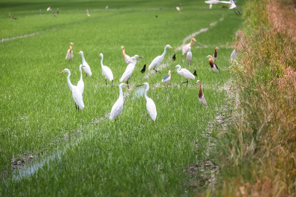 Javan Pond Heron in natural rice farm — Stock Photo, Image