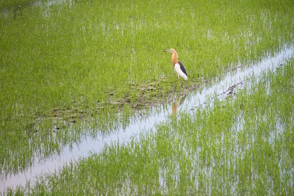 Javan Pond Heron in natural rice farm — Stock Photo, Image