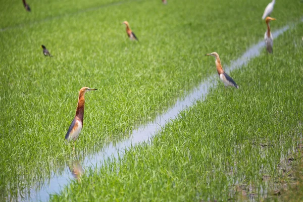 Javan Pond Heron na fazenda de arroz natural — Fotografia de Stock