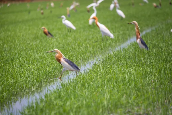 Javan Pond Heron na fazenda de arroz natural — Fotografia de Stock