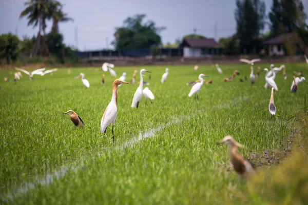 Jávský rybník Heron v přírodních rýžové farmě — Stock fotografie