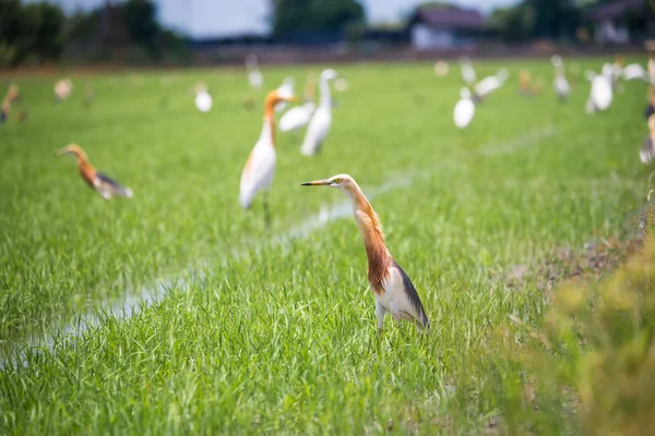 Javan Pond Heron in natural rice farm — Stock Photo, Image