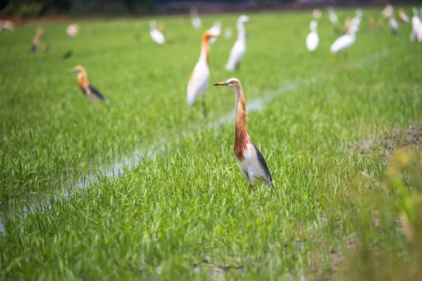 Javan Pond Heron na fazenda de arroz natural — Fotografia de Stock