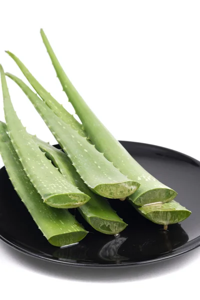 Green Aloe on white background — Stock Photo, Image