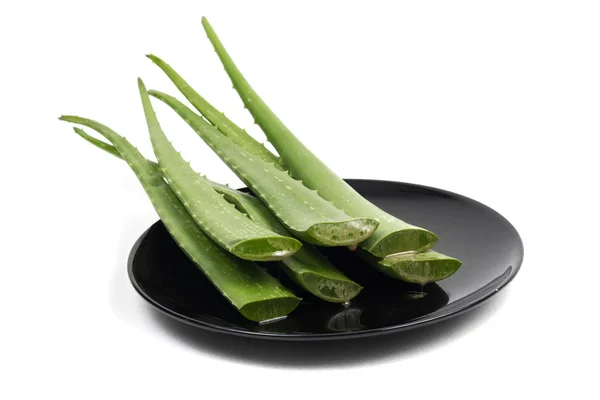 Green Aloe on white background — Stock Photo, Image