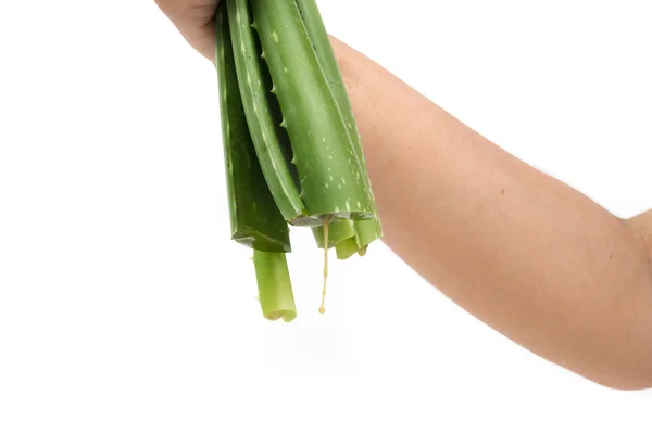 Green Aloe on white background — Stock Photo, Image