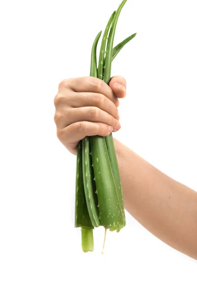 Green Aloe on white background — Stock Photo, Image