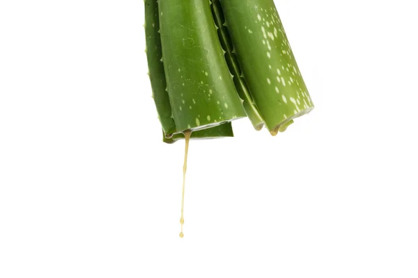 Green Aloe on white background — Stock Photo, Image