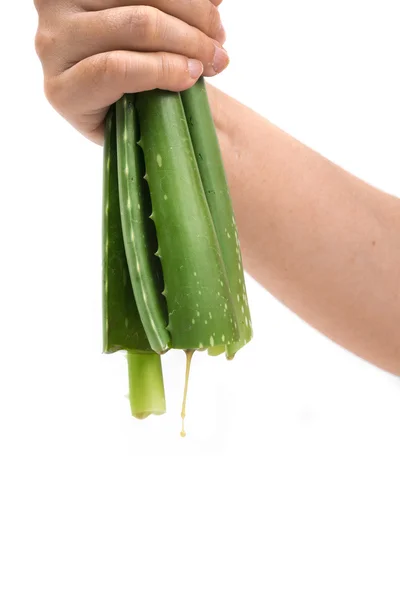 Aloe verde su sfondo bianco — Foto Stock