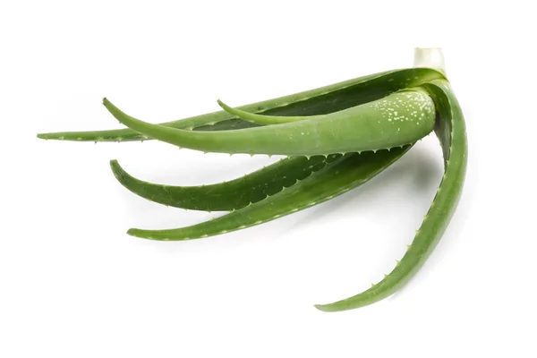Aloe verde sobre fundo branco — Fotografia de Stock