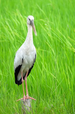 Ahşap üzerinde duran güzel kuş