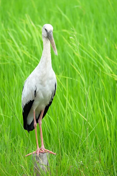 Schöner Vogel steht auf dem Holz — Stockfoto