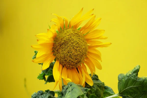 Sonnenblume und gelber Hintergrund — Stockfoto