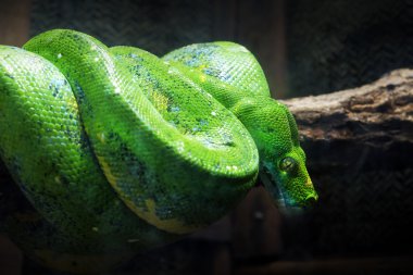 Daldaki yeşil yılan.