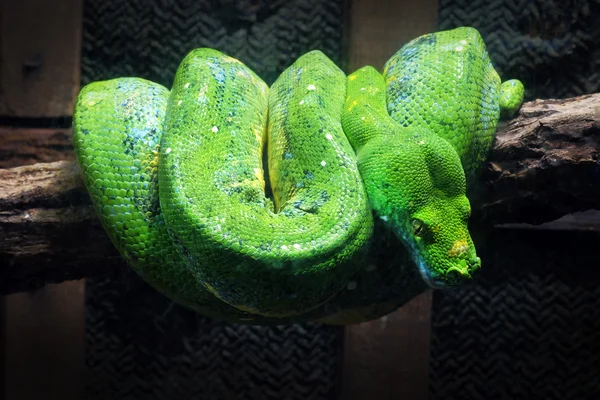 Green snake on the branch — Stock Photo, Image