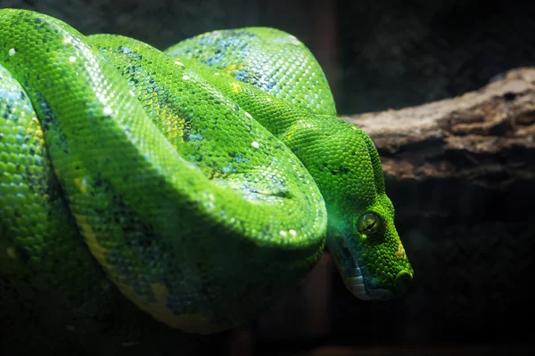 树枝上的绿色蛇 — 图库照片