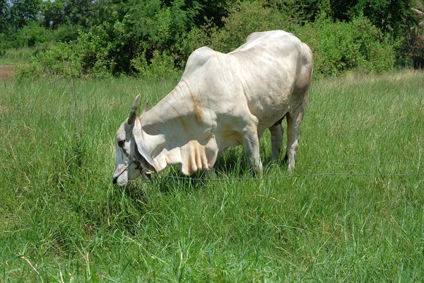 Le boeuf dans les prairies — Photo