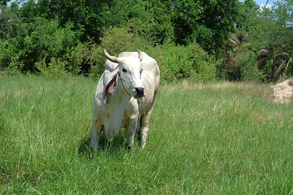 A gyepre, ökör — Stock Fotó