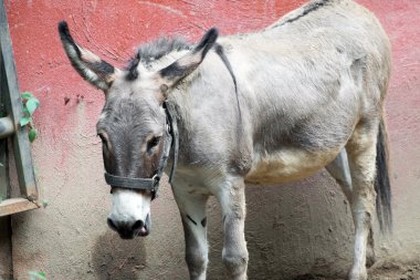 Ahır gri eşek