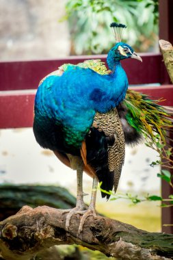 Tavuskuşu doğa portresi