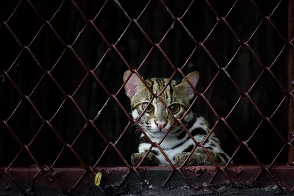 Pequeño leopardo detrás de la parrilla —  Fotos de Stock