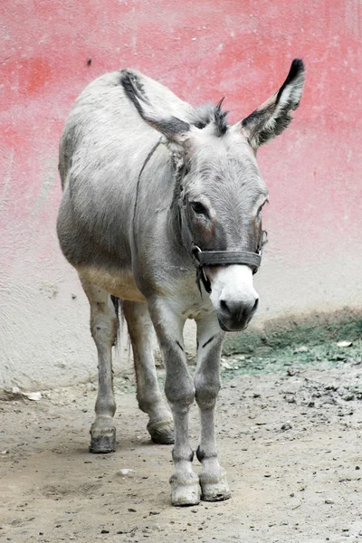 Burro cinzento na barraca — Fotografia de Stock