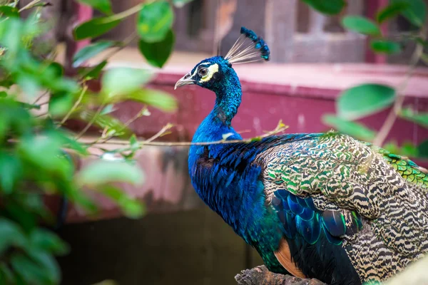Portrait of peacock in nature — Stock Photo, Image