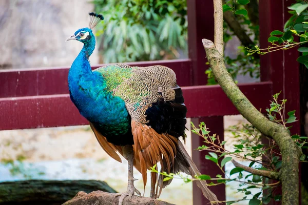 Retrato de pavo real en la naturaleza — Foto de Stock