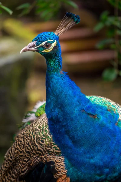 Portrait of peacock in nature — Stock Photo, Image