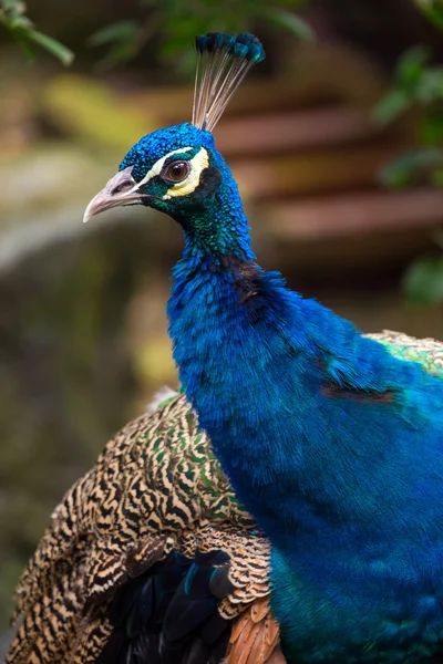 Retrato de pavo real en la naturaleza — Foto de Stock