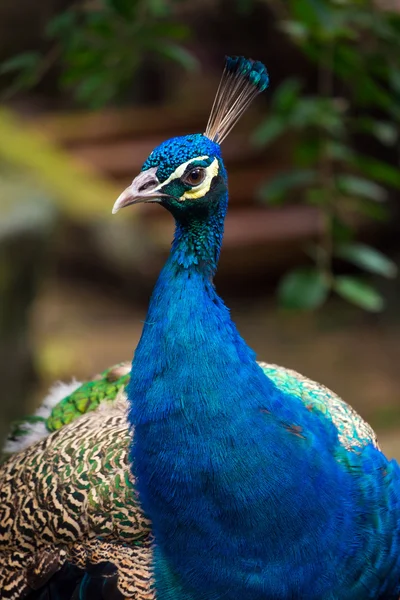 Portrait of peacock in nature — Stock Photo, Image