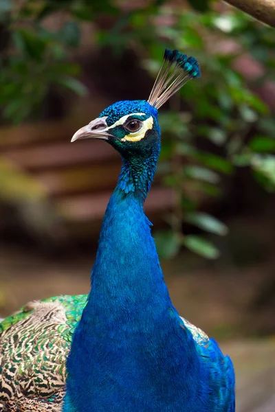 Portrait of peacock in nature — Stock Photo, Image